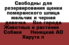 Свободны для резервирования щенки померанского шпица мальчик и черная девочка  - Все города Животные и растения » Собаки   . Ненецкий АО,Харута п.